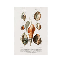 Vintage Molluscs Plate 22 | Shell Art Print - Unframed Wall Art