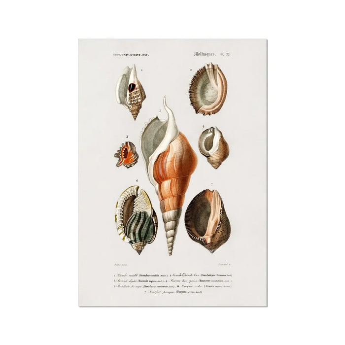Vintage Molluscs Plate 22 | Shell Art Print - Unframed Wall Art