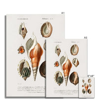 Vintage Molluscs Plate 22 | Shell Art Print - Unframed Wall Art