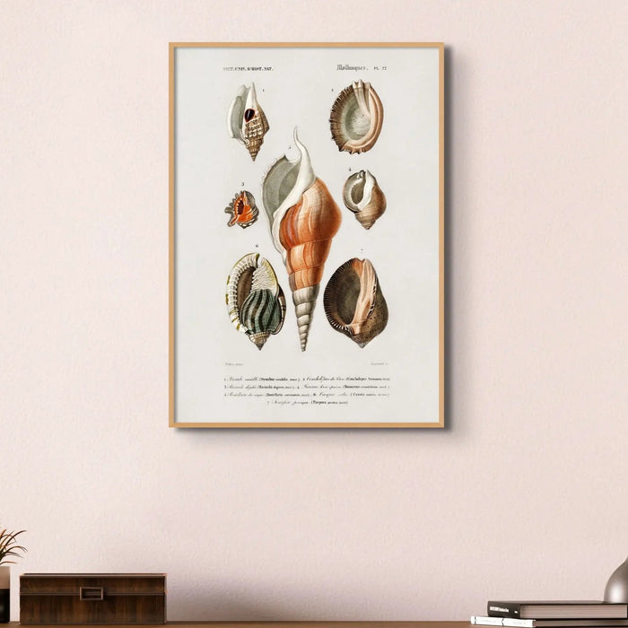 Vintage Molluscs Plate 22 | Shell Art Print - Unframed Wall Art