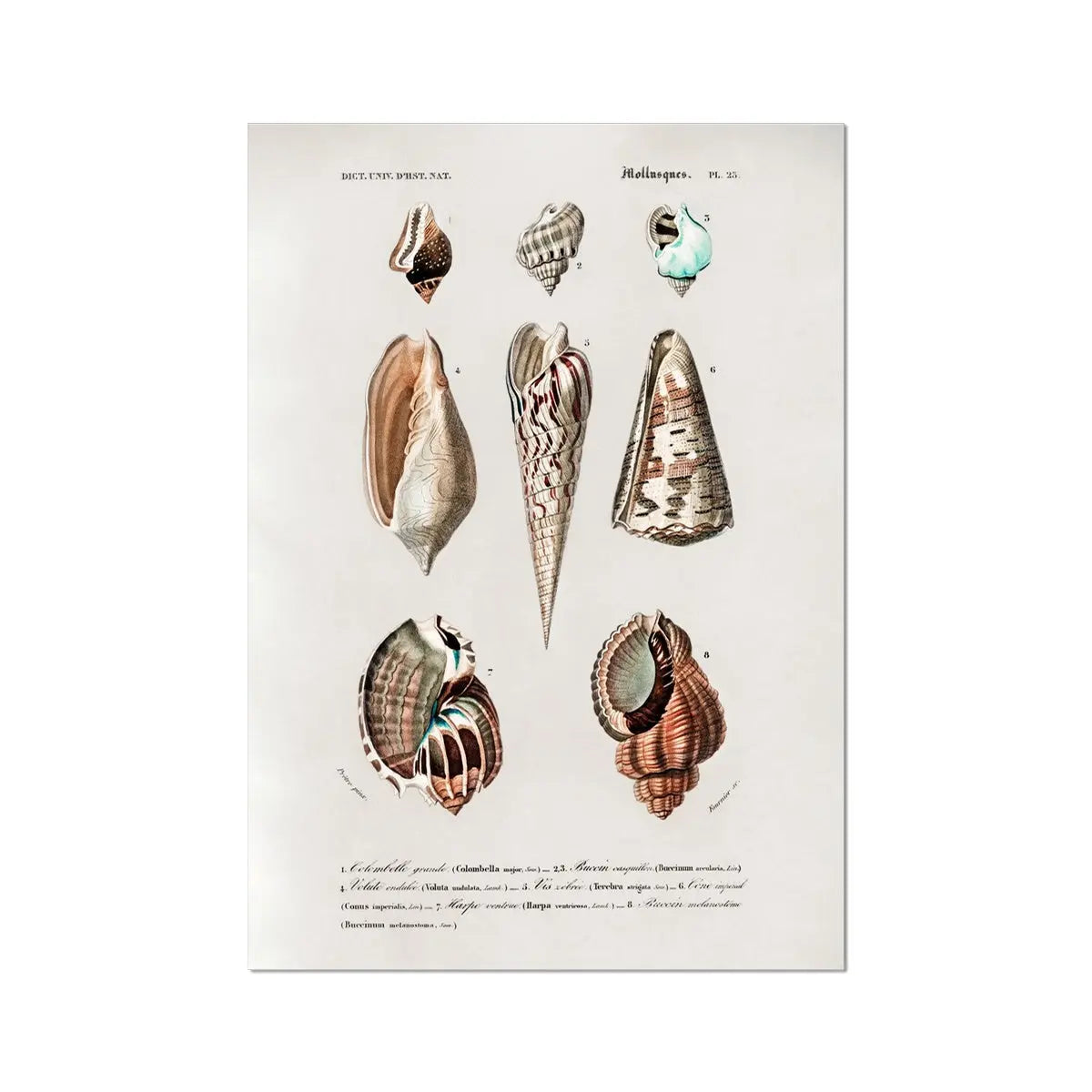Vintage Molluscs Plate 23 | Shell Art Print - Unframed Wall Art 
