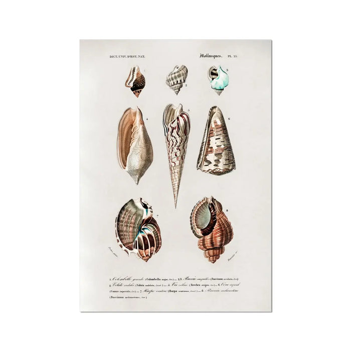 Vintage Molluscs Plate 23 | Shell Art Print - Unframed Wall Art 