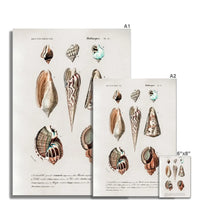 Vintage Molluscs Plate 23 | Shell Art Print - Unframed Wall Art 