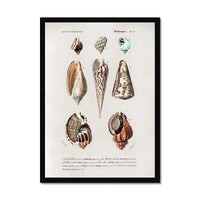 Vintage Molluscs Plate 23 | Vintage Shell Art Print - Framed Wall Art