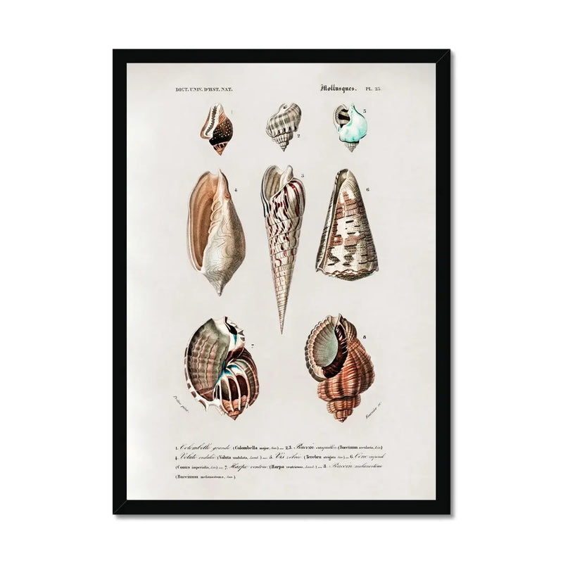 Vintage Molluscs Plate 23 | Vintage Shell Art Print - Framed Wall Art