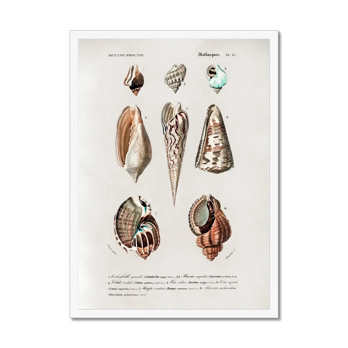 Vintage Molluscs Plate 23 | Vintage Shell Art Print - Framed Wall Art