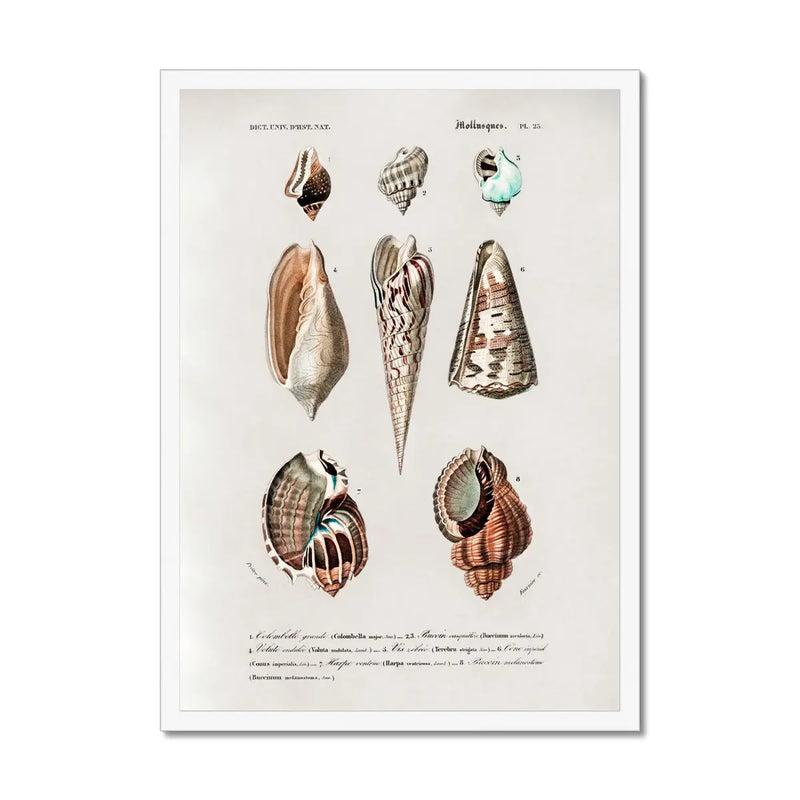 Vintage Molluscs Plate 23 | Vintage Shell Art Print - Framed Wall Art