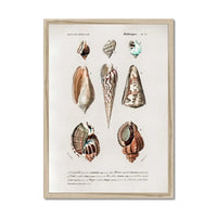 Vintage Molluscs Plate 23 | Vintage Shell Art Print - Framed Wall Art