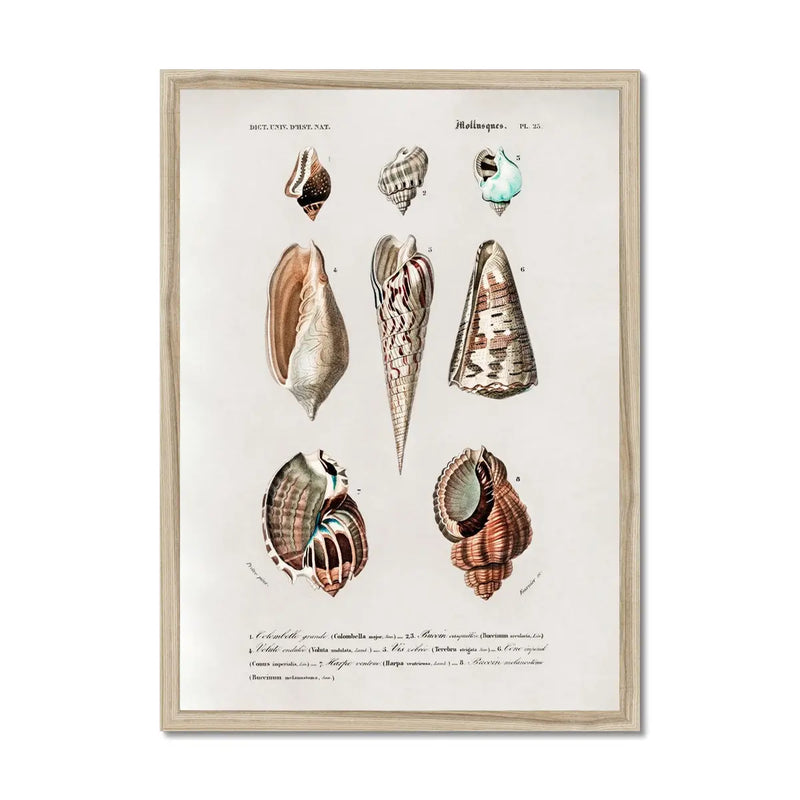Vintage Molluscs Plate 23 | Vintage Shell Art Print - Framed Wall Art