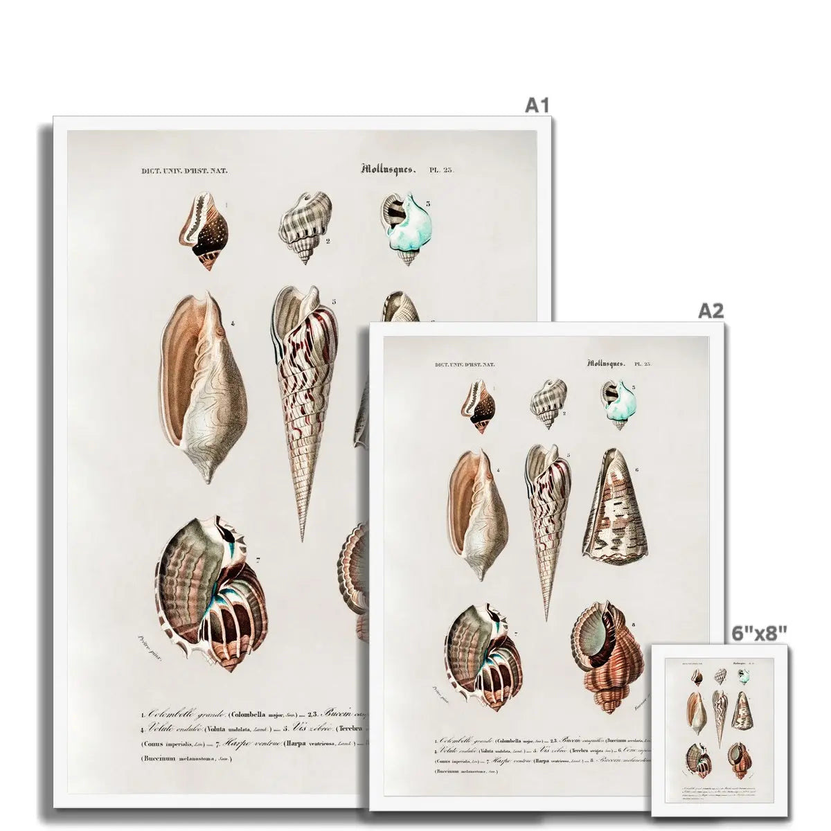 Vintage Molluscs Plate 23 | Vintage Shell Art Print - Framed Wall Art