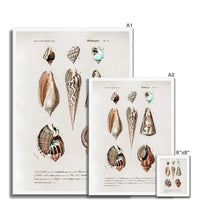 Vintage Molluscs Plate 23 | Vintage Shell Art Print - Framed Wall Art