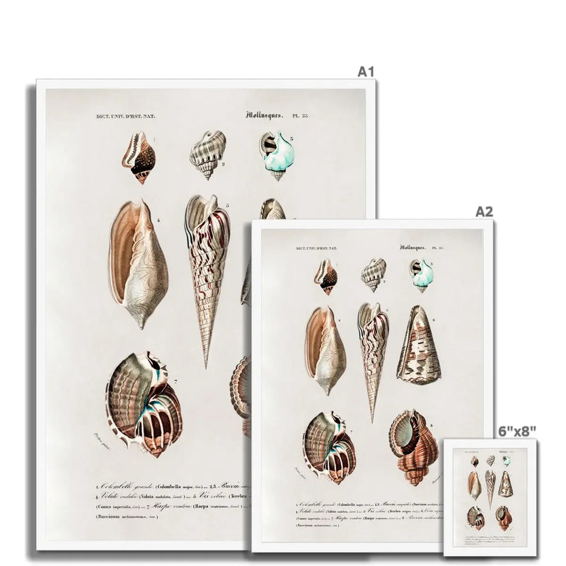 Vintage Molluscs Plate 23 | Vintage Shell Art Print - Framed Wall Art