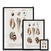Vintage Molluscs Plate 23 | Vintage Shell Art Print - Framed Wall Art