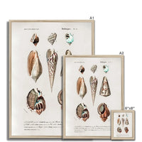 Vintage Molluscs Plate 23 | Vintage Shell Art Print - Framed Wall Art