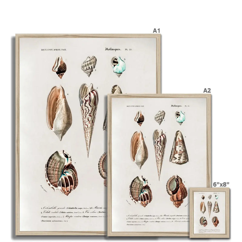 Vintage Molluscs Plate 23 | Vintage Shell Art Print - Framed Wall Art
