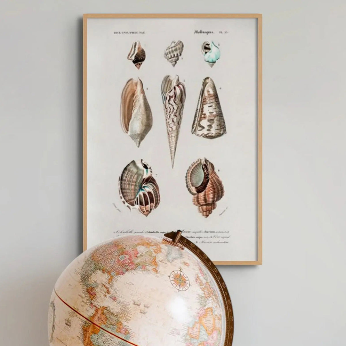 Vintage Molluscs Plate 23 | Shell Art Print - Unframed Wall Art 
