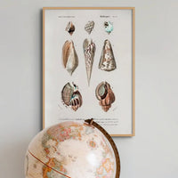 Vintage Molluscs Plate 23 | Shell Art Print - Unframed Wall Art 