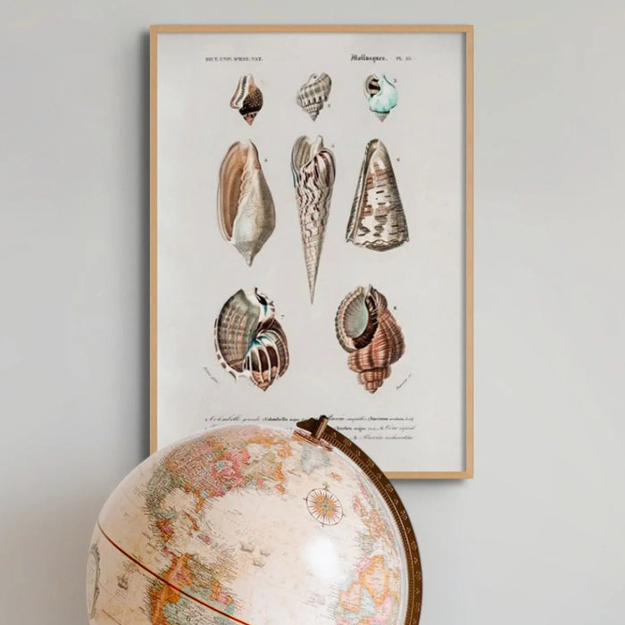 Vintage Molluscs Plate 23 | Shell Art Print - Unframed Wall Art 