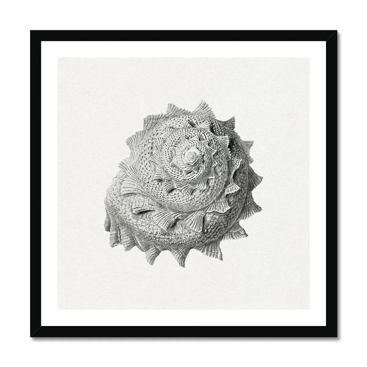 Vintage Star Shell Art Print | Shell Wall Print – Beach House Art