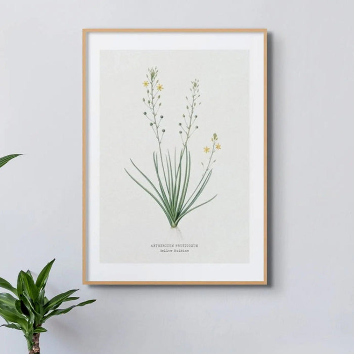 Yellow Bulbine | Vintage Flower Print | Botanical Art - Framed