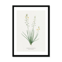 Yellow Bulbine | Vintage Flower Print | Botanical Art - Framed