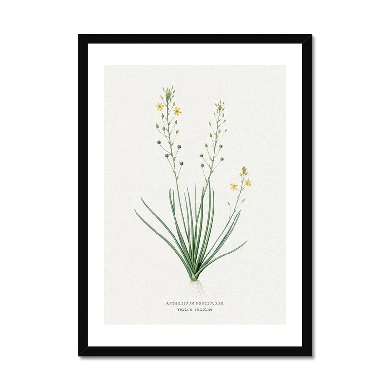 Yellow Bulbine | Vintage Flower Print | Botanical Art - Framed