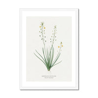 Yellow Bulbine | Vintage Flower Print | Botanical Art - Framed