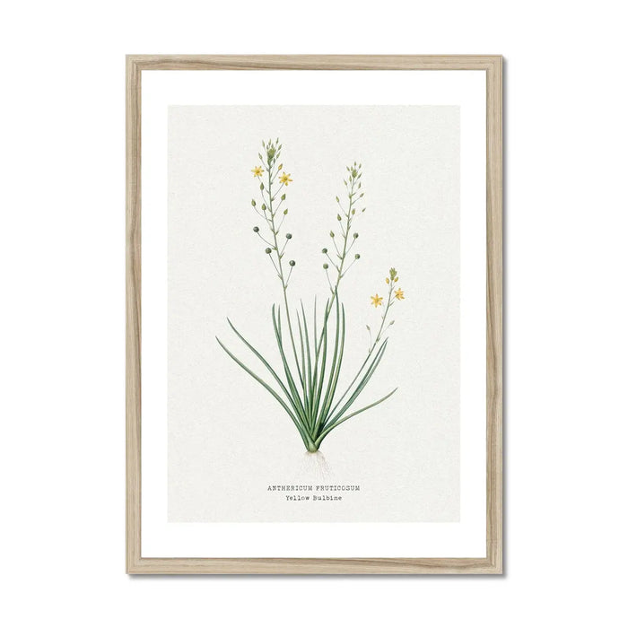 Yellow Bulbine | Vintage Flower Print | Botanical Art - Framed