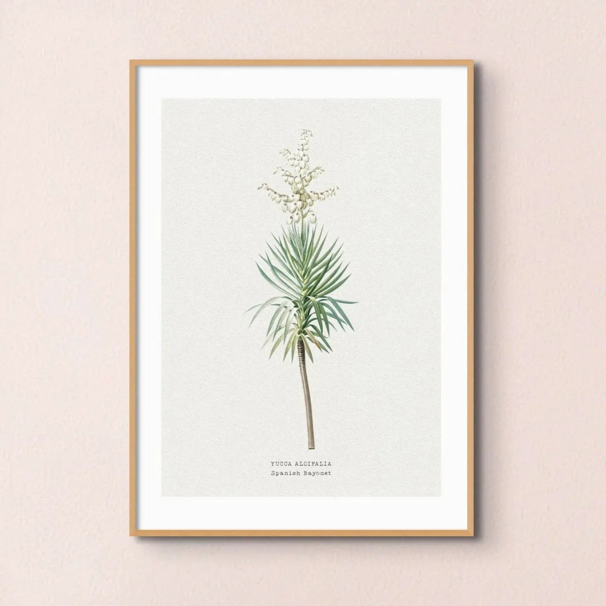 Yucca Floral Painting | Vintage Flower Print | Botanical Art - Framed Wall Art