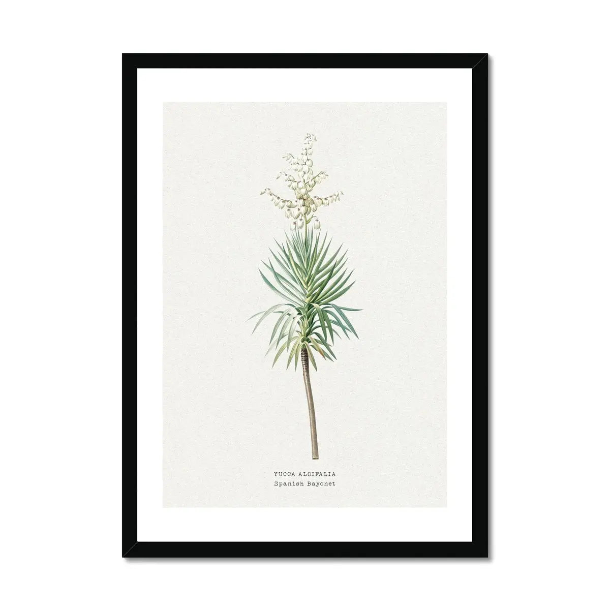 Yucca Floral Painting | Vintage Flower Print | Botanical Art - Framed Wall Art