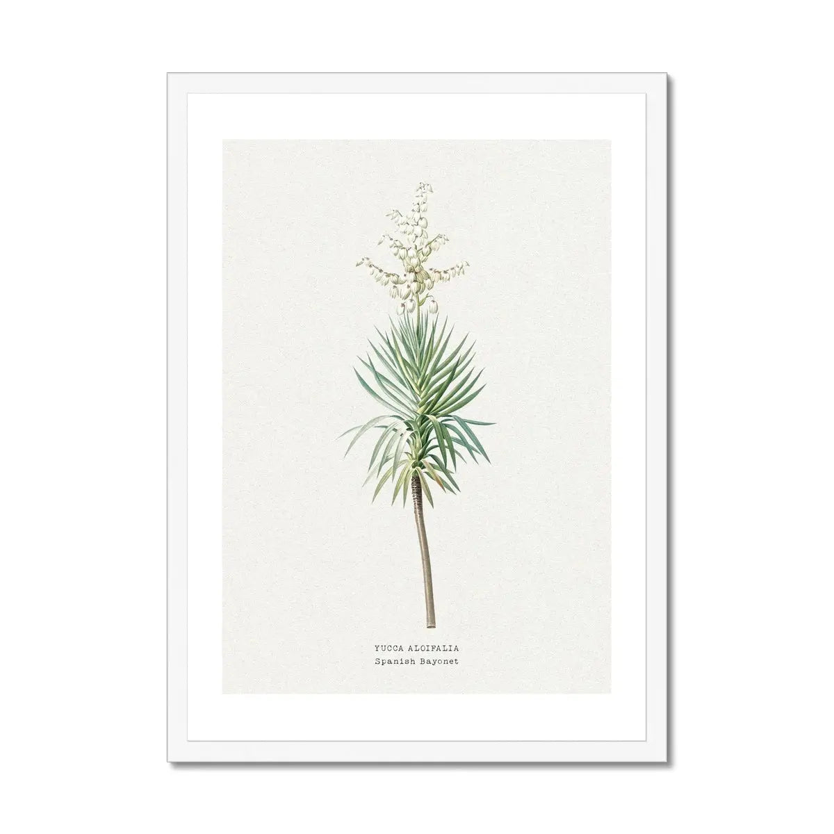 Yucca Floral Painting | Vintage Flower Print | Botanical Art - Framed Wall Art