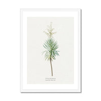 Yucca Floral Painting | Vintage Flower Print | Botanical Art - Framed Wall Art