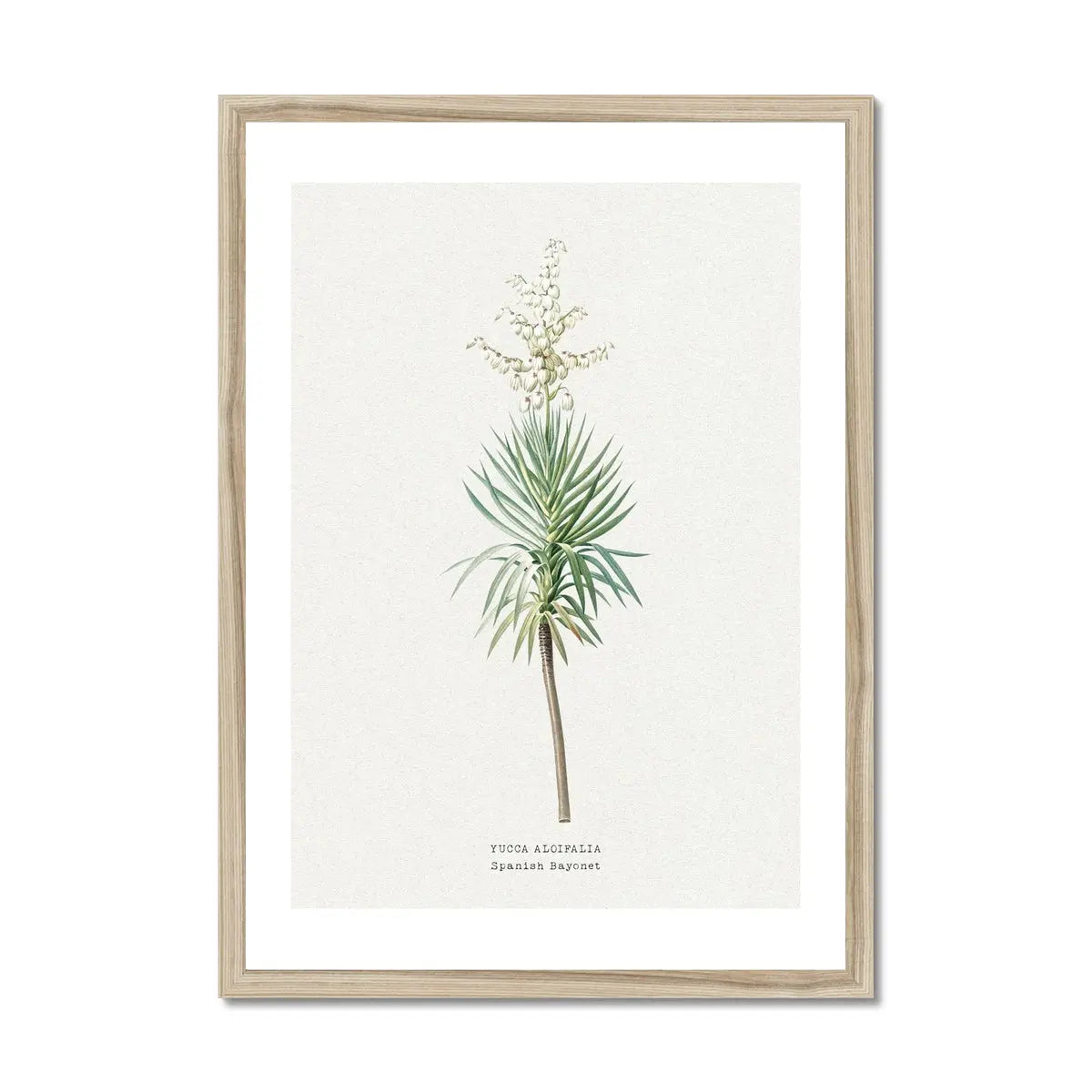 Yucca Floral Painting | Vintage Flower Print | Botanical Art - Framed Wall Art