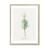 Yucca Floral Painting | Vintage Flower Print | Botanical Art - Framed Wall Art