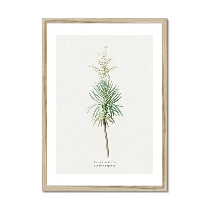 Yucca Floral Painting | Vintage Flower Print | Botanical Art - Framed Wall Art