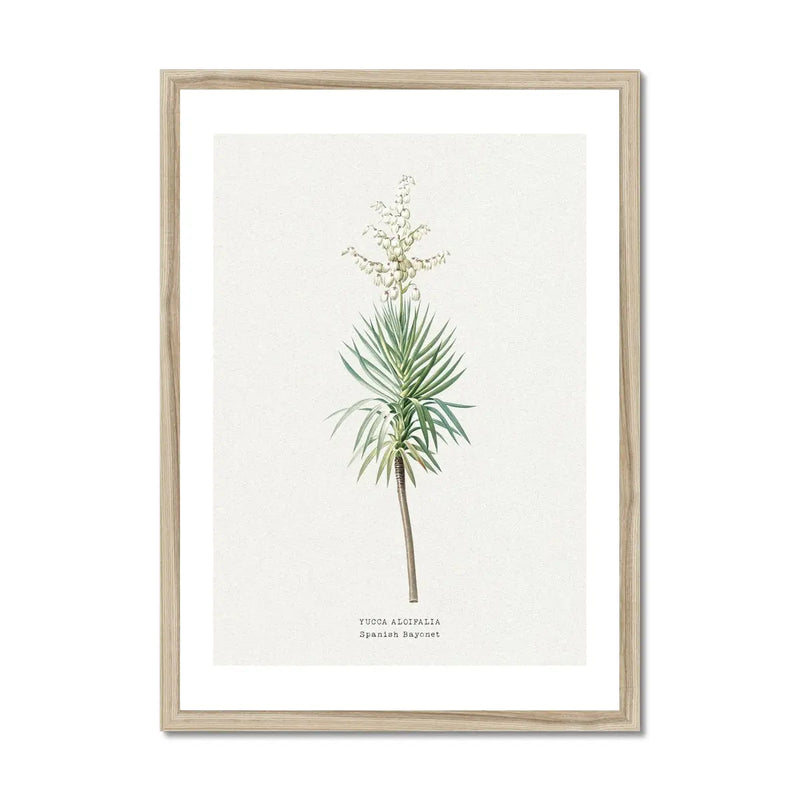 Yucca Floral Painting | Vintage Flower Print | Botanical Art - Framed Wall Art