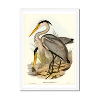 Heron (Great Grey) Vintage Bird Art Print - Framed
