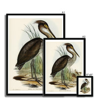 Great Billed Heron  Vintage Bird Art Print - Framed