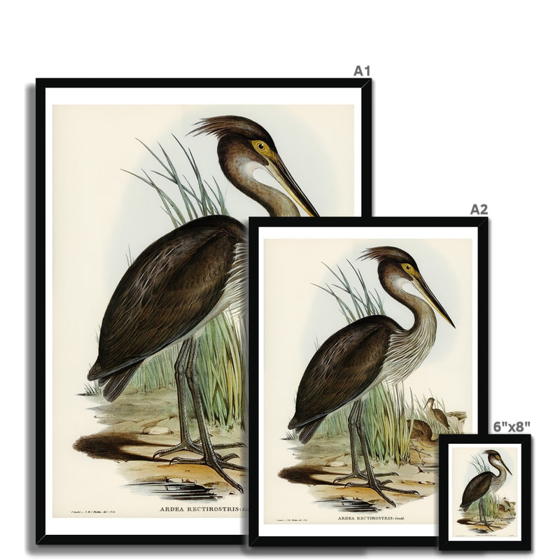 Great Billed Heron  Vintage Bird Art Print - Framed