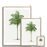 Areca Palm Tree Print | Vintage Botanical Palm Art Print - Framed