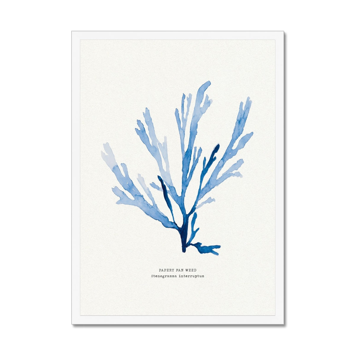 A framed seaweed print of a blue papery fan weed, with a white background and a black frame.