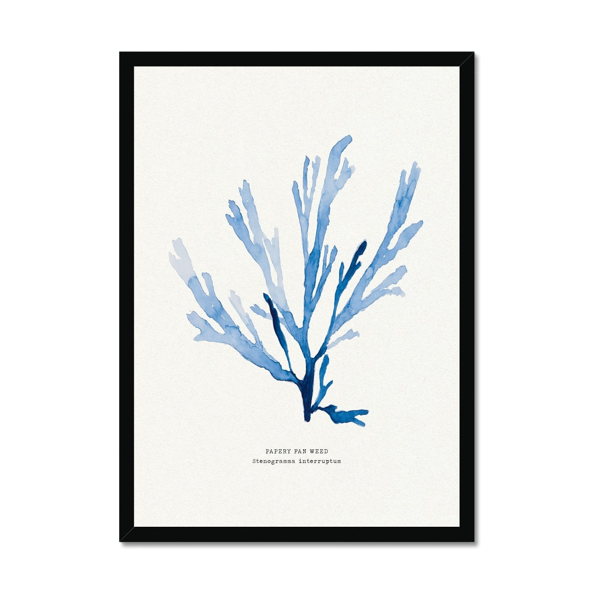 A framed seaweed print of a blue papery fan weed, with a white background and a black frame.