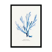 A framed seaweed print of a blue papery fan weed, with a white background and a black frame.